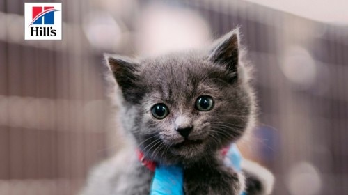 Hill’s Pet Nutrition’s 2025 stage of shelter pet adoption report reveals why pets still wait in shelters